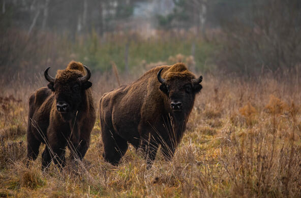 two bison standing in grass with forest in background