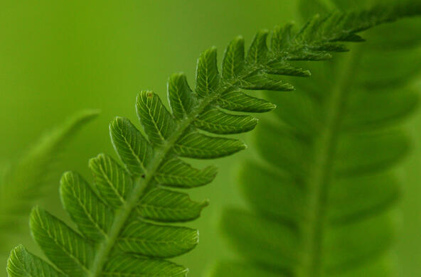 A bright green fern frond
