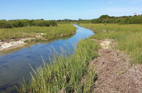 A salt marsh