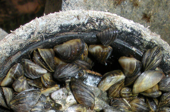 zebra mussel