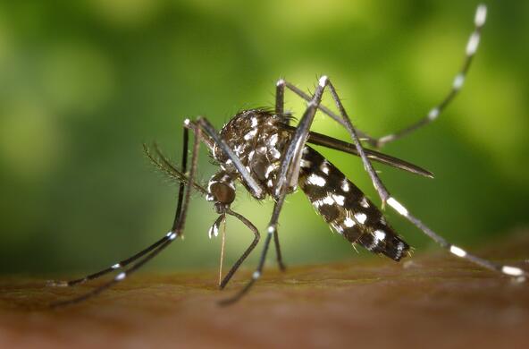 A mosquito poised to bite