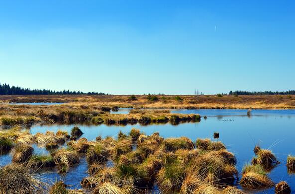 A peat bog