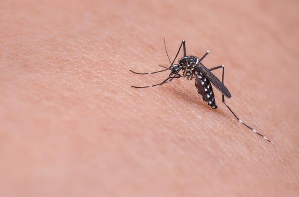 A mosquito on skin, poised to bite