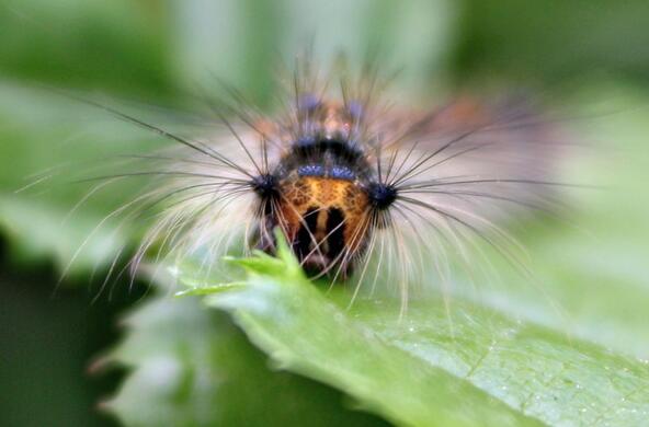 spongy moth