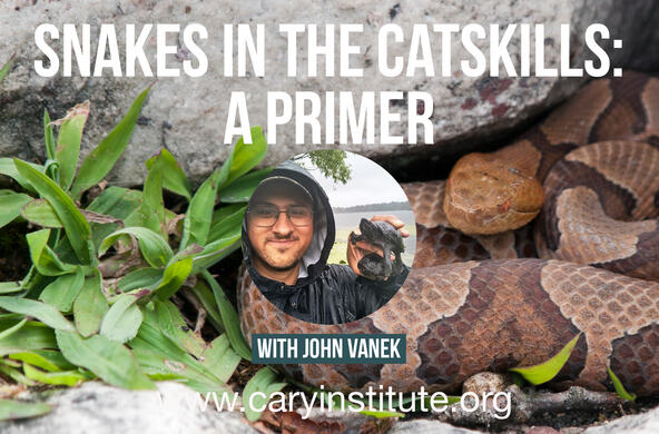 snakes in the catskills
