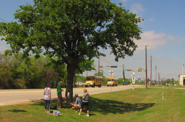 researchers beneath a tree with buses driving by