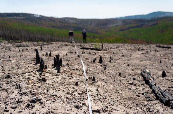A tape measure crossing a burnt, dry landscape with trees in the background