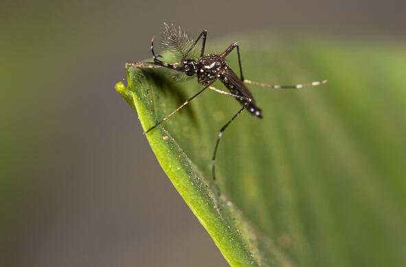 aedes