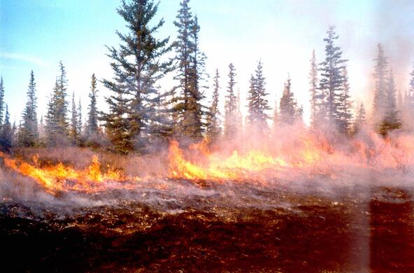 prescribed fire in an alaska spruce forest