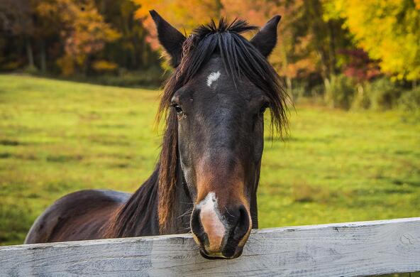 horse