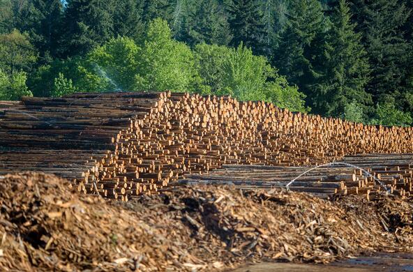 timber