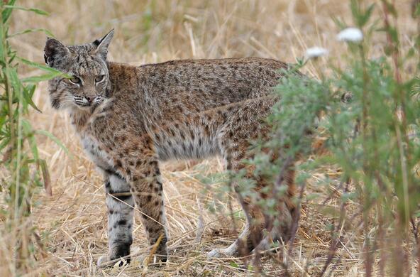 bobcat