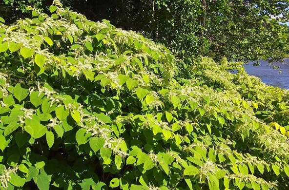 japanese knotweed