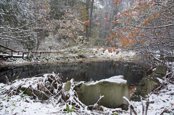 fern glen in winter
