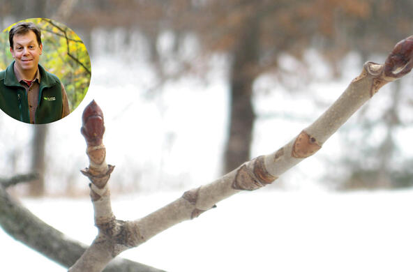 tree id