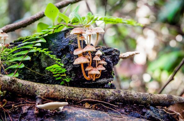 dead tree with fungi