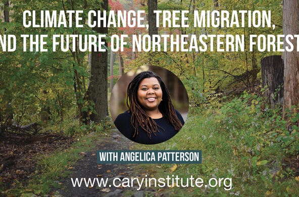 NE forests talk