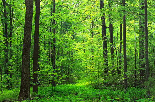 forest with bright green leaves and grasses