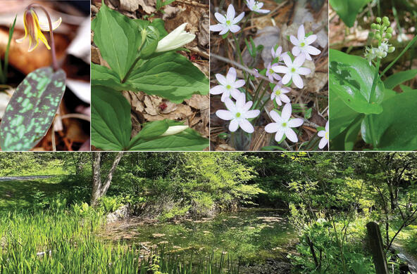 fern glen ephemerals