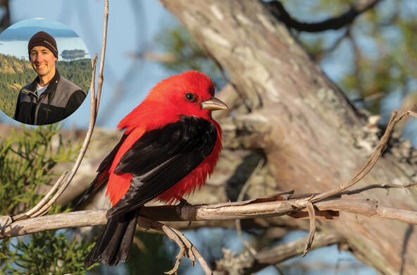 bird walk
