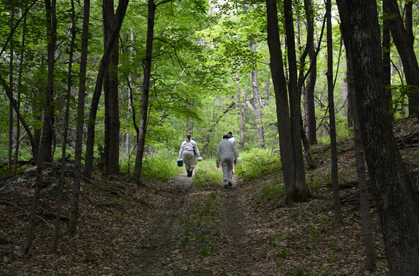 researchers wearing white tick suits walk through forest