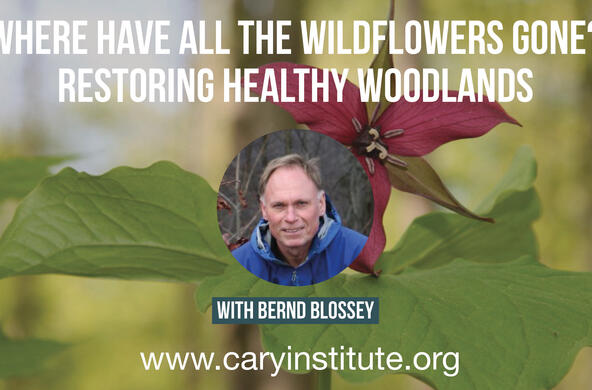 wildflower talk