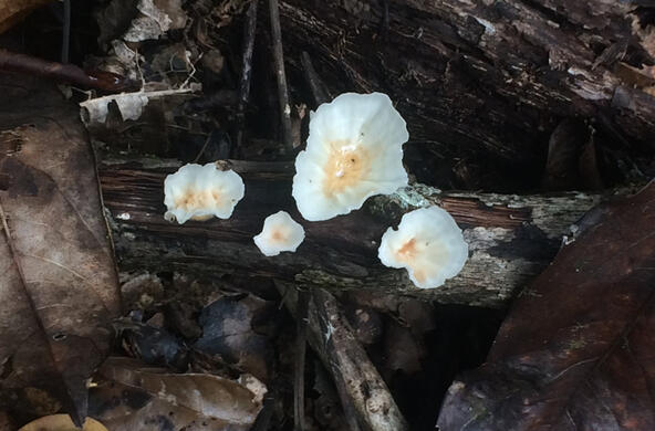 fungus growing on a deadwood log