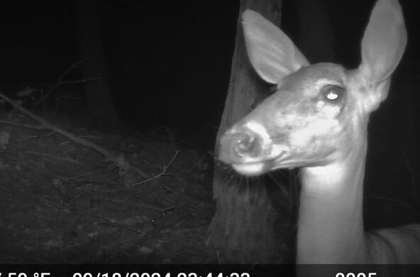 Deer photographed by a camera trap