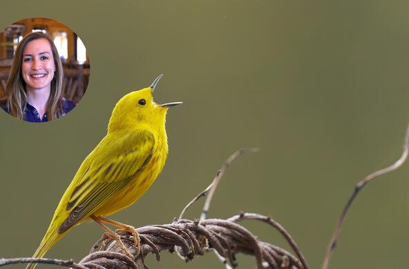 bird walk
