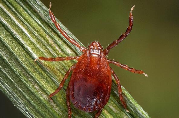 asian longhorned tick