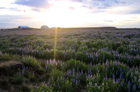 field of purple flowers in Iceland