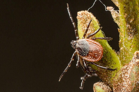 black-legged tick