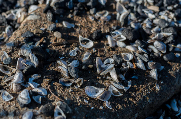 zebra mussels
