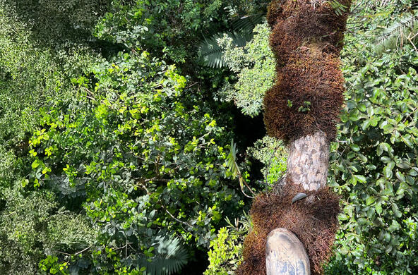 canopy soil panama