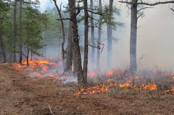 prescribed burn