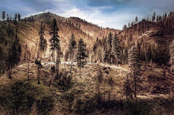 post fire forest
