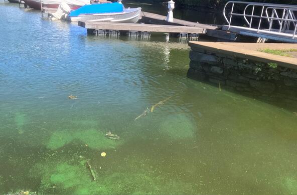 harmful algal bloom kingston ny