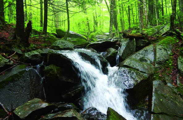 stream flowing through rocks in a forest