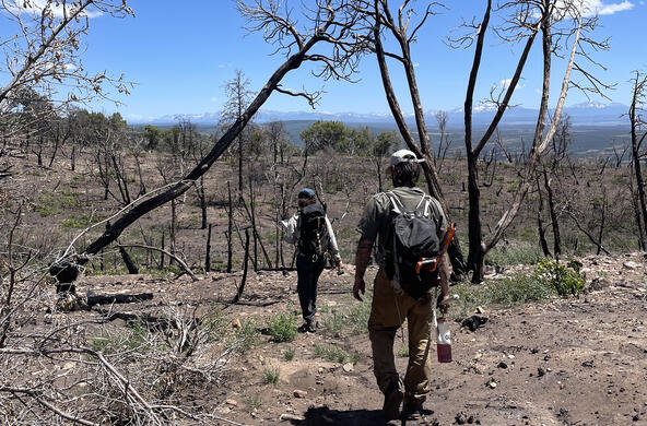 researchers visiting a burn site