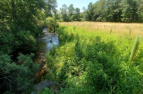 riparian buffer