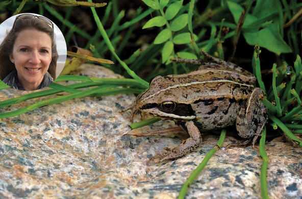 wood frog