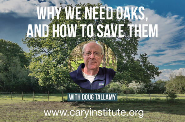 why we need oaks
