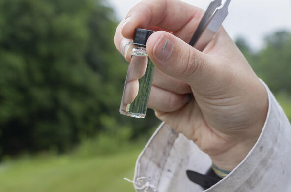 tick sampling close-up