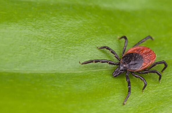tick