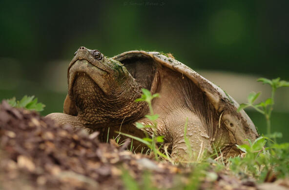 snapping turtle