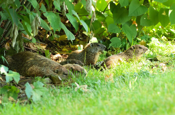 groundhog pups