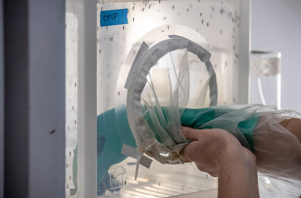 hand reaching into_mosquito enclosure
