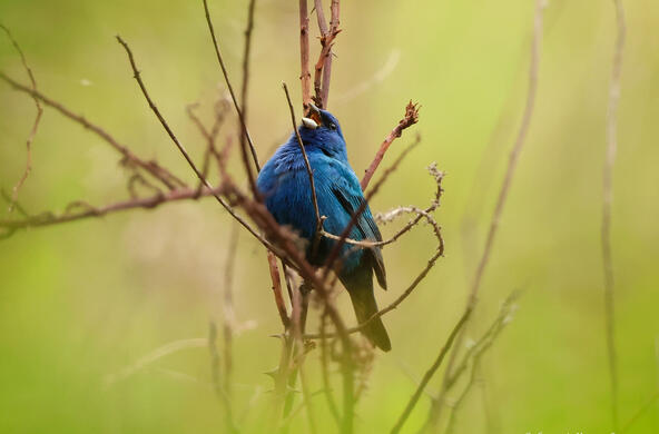 indigo bunting