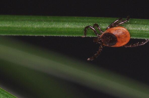 tick on leaf