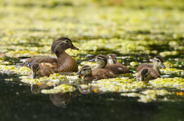 wood duck